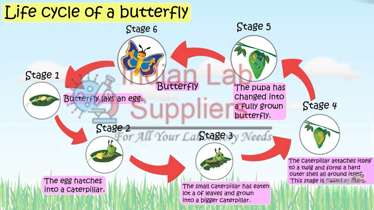 Life Cycle of a Butterfly